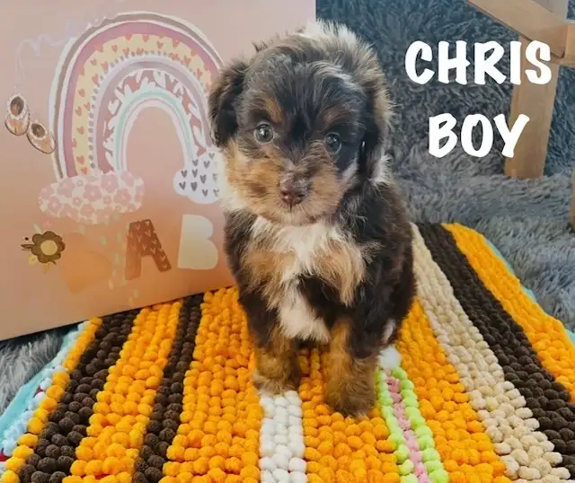 Aussiedoodle cute as a Button