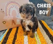Aussiedoodle cute as a Button
