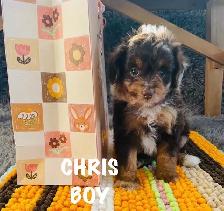 Aussiedoodle cute as a Button - Photo 2