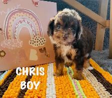 Aussiedoodle cute as a Button - Photo 3