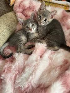 kittens Cuteness at a low cost