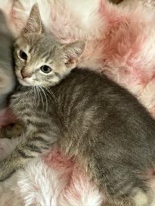 kittens Cuteness at a low cost - Photo 2