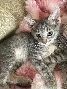 kittens Cuteness at a low cost - Photo 3