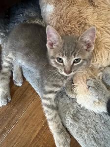 kittens Cuteness at a low cost - Photo 4