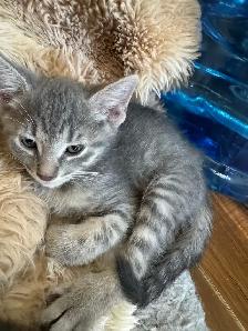 kittens Cuteness at a low cost - Photo 5