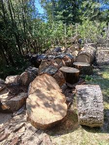 FREE firewood