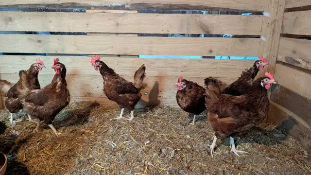 Rhode Island red laying hens