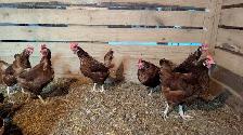 Rhode Island red laying hens