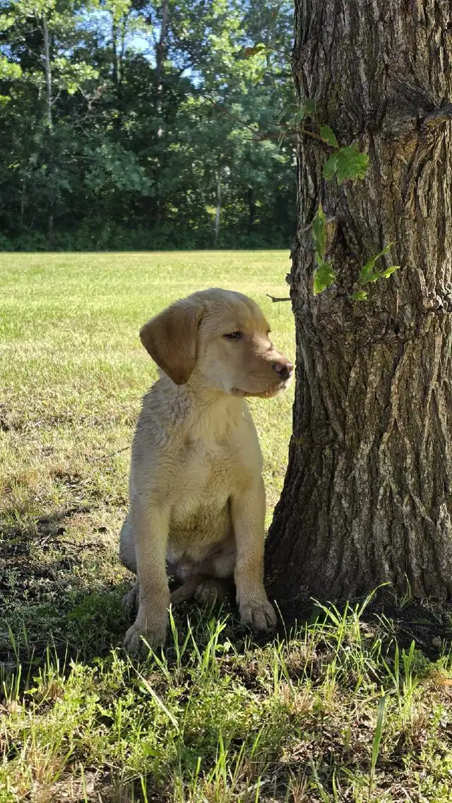 Labrador Puppy