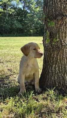 Labrador Puppy