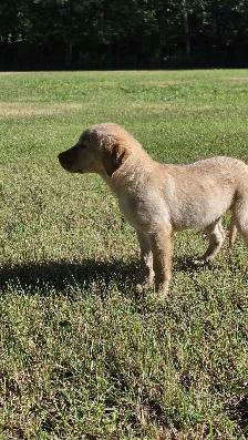 Labrador Puppy - Photo 2