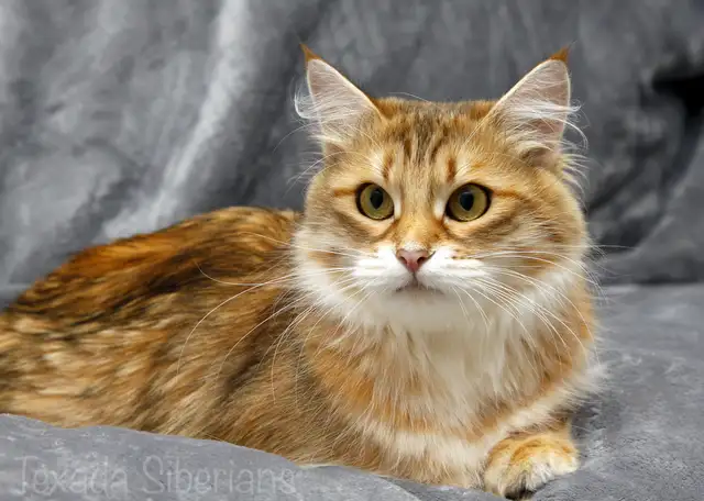 2-Year-Old Golden Siberian Female Looking for Her Forever Home