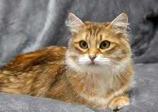 2-Year-Old Golden Siberian Female Looking for Her Forever Home