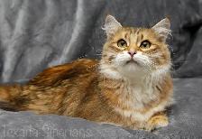 2-Year-Old Golden Siberian Female Looking for Her Forever Home - Photo 2
