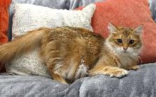 2-Year-Old Golden Siberian Female Looking for Her Forever Home - Photo 3