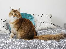 2-Year-Old Golden Siberian Female Looking for Her Forever Home - Photo 5
