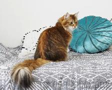 2-Year-Old Golden Siberian Female Looking for Her Forever Home - Photo 6
