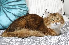 2-Year-Old Golden Siberian Female Looking for Her Forever Home - Photo 7