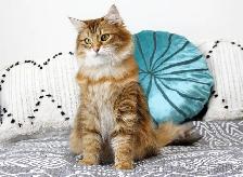 2-Year-Old Golden Siberian Female Looking for Her Forever Home - Photo 8