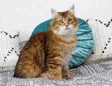 2-Year-Old Golden Siberian Female Looking for Her Forever Home - Photo 9