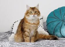 2-Year-Old Golden Siberian Female Looking for Her Forever Home - Photo 10