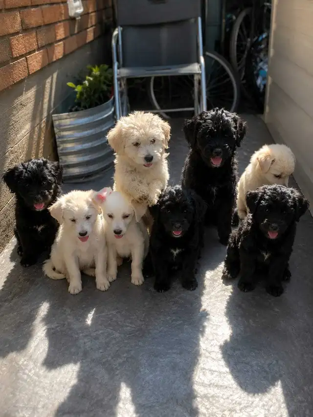 Loving puppies