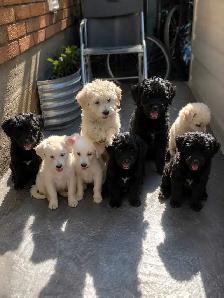 Loving puppies