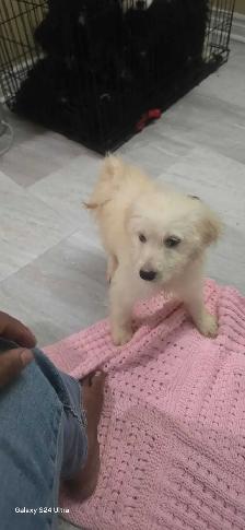 Loving puppies - Photo 3