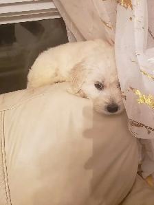 Loving puppies - Photo 4