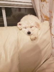 Loving puppies - Photo 5