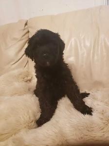 Loving puppies - Photo 6