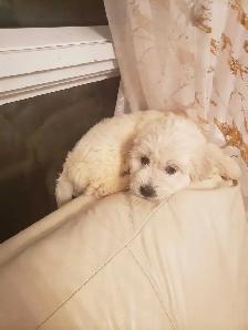 Loving puppies - Photo 7
