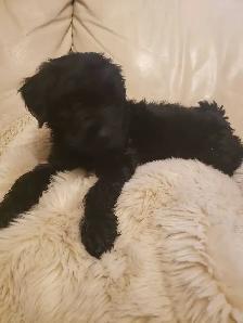 Loving puppies - Photo 8
