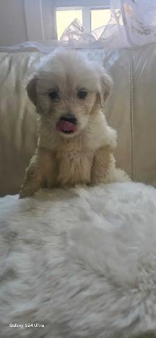 Loving puppies - Photo 9
