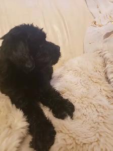 Loving puppies - Photo 10