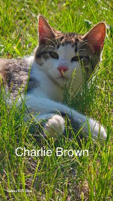 FREE KITTENS TO GREAT HOMES - Photo 2