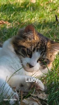 FREE KITTENS TO GREAT HOMES - Photo 3