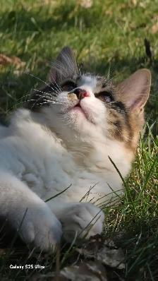 FREE KITTENS TO GREAT HOMES - Photo 4