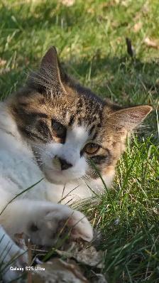 FREE KITTENS TO GREAT HOMES - Photo 5
