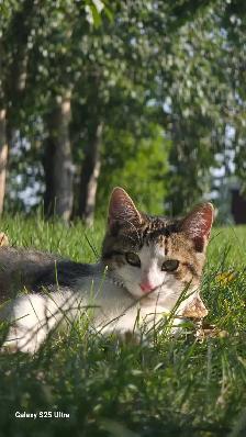FREE KITTENS TO GREAT HOMES - Photo 6