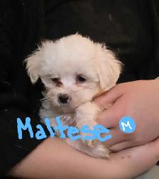 Maltese and Maltipoo puppies