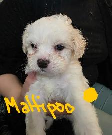 Maltese and Maltipoo puppies - Photo 2