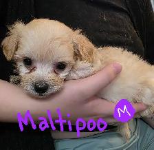 Maltese and Maltipoo puppies - Photo 3