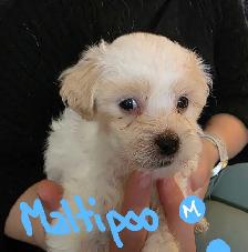 Maltese and Maltipoo puppies - Photo 4