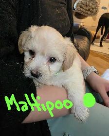 Maltese and Maltipoo puppies - Photo 5