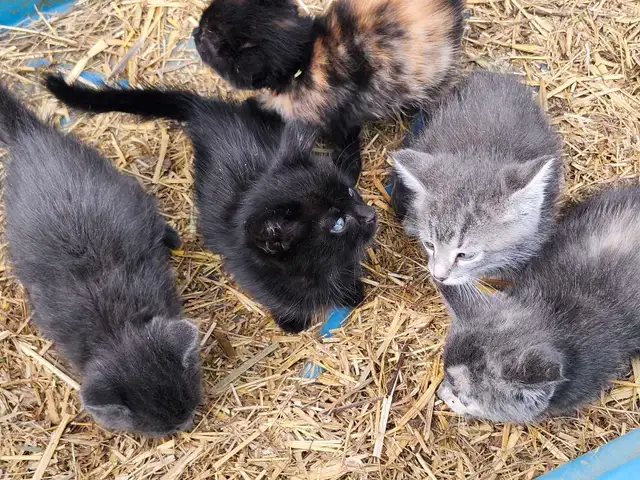 Barnyard kittens