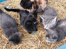 Barnyard kittens