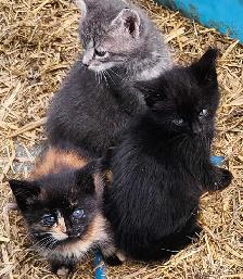 Barnyard kittens - Photo 2