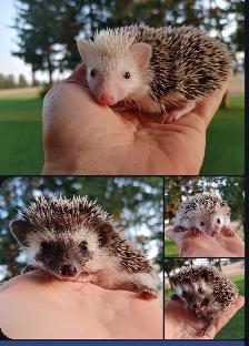 ❤️Sweet reverse pinto or chocolate hedgehog babies