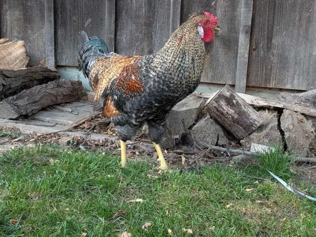 Roosters for sale